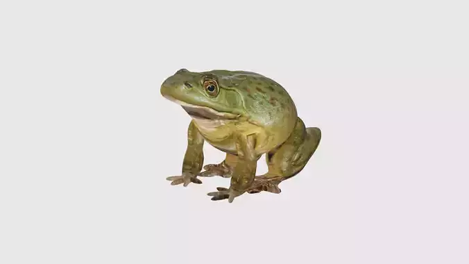 Low Poly Bullfrog Rigged With Realistic Texture Low-poly 3D model