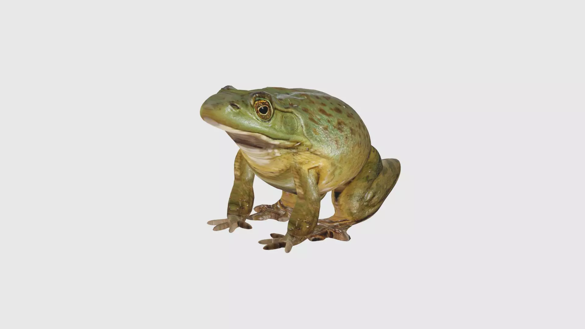 Low Poly Bullfrog Rigged With Realistic Texture Low-poly 3D model_0