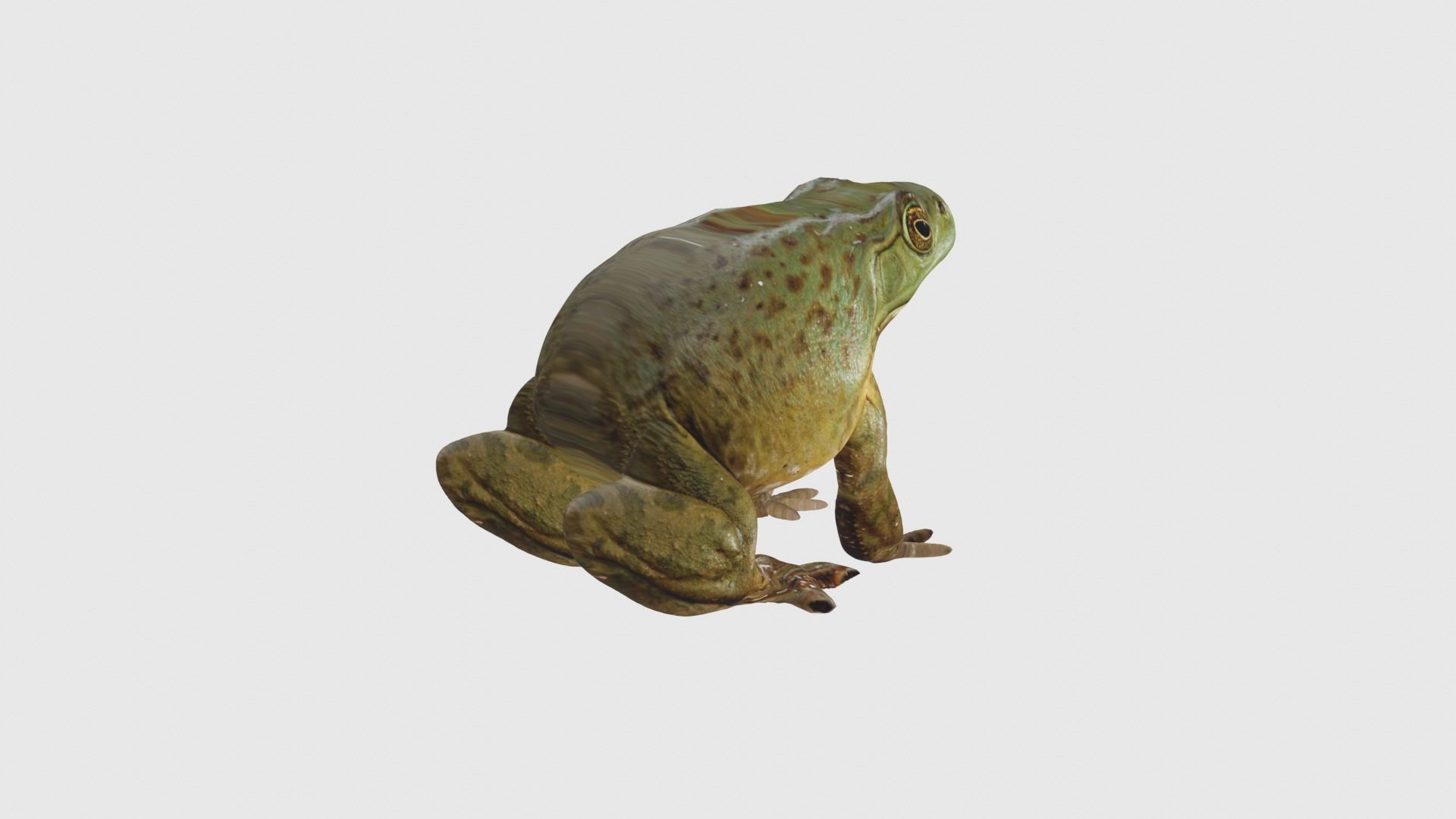 Low Poly Bullfrog Rigged With Realistic Texture Low-poly 3D model_4