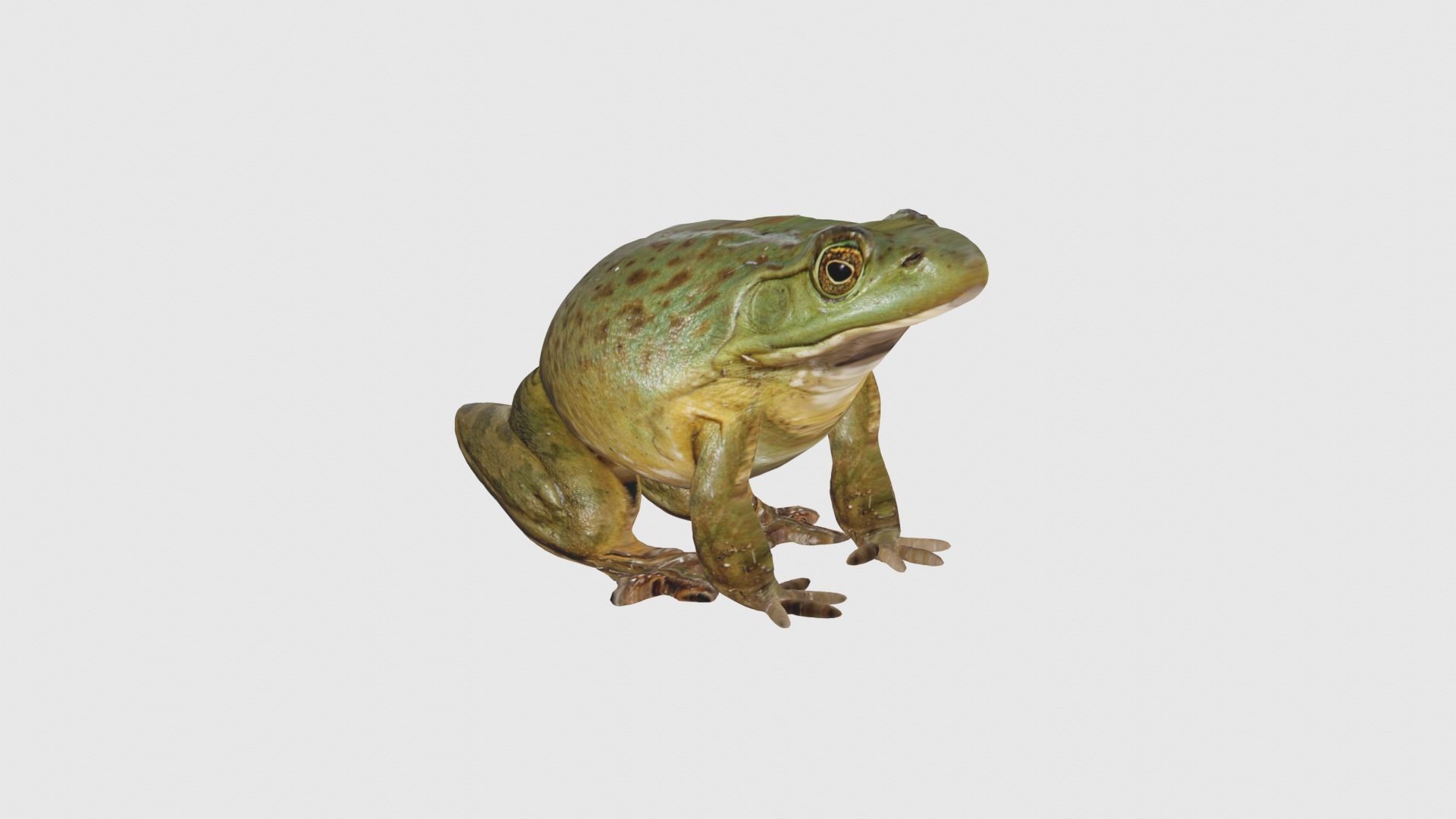 Low Poly Bullfrog Rigged With Realistic Texture Low-poly 3D model_3