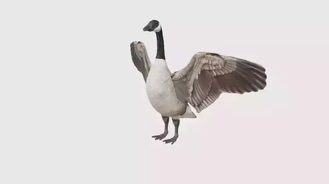 Low Poly Goose Rigged With Realistic Texture 3D model