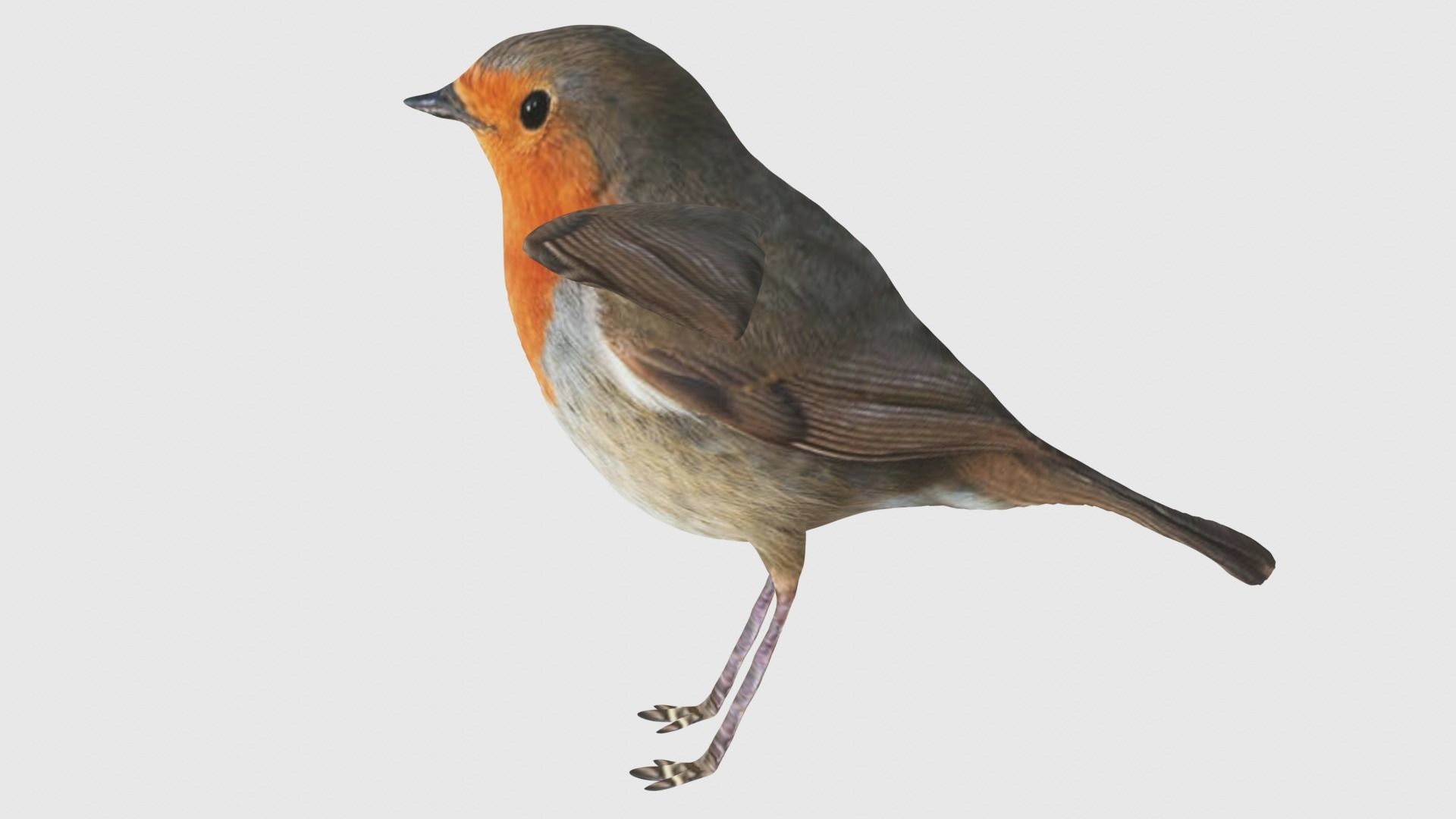 Low Poly Robin Rigged With Realistic Texture 3D model_3