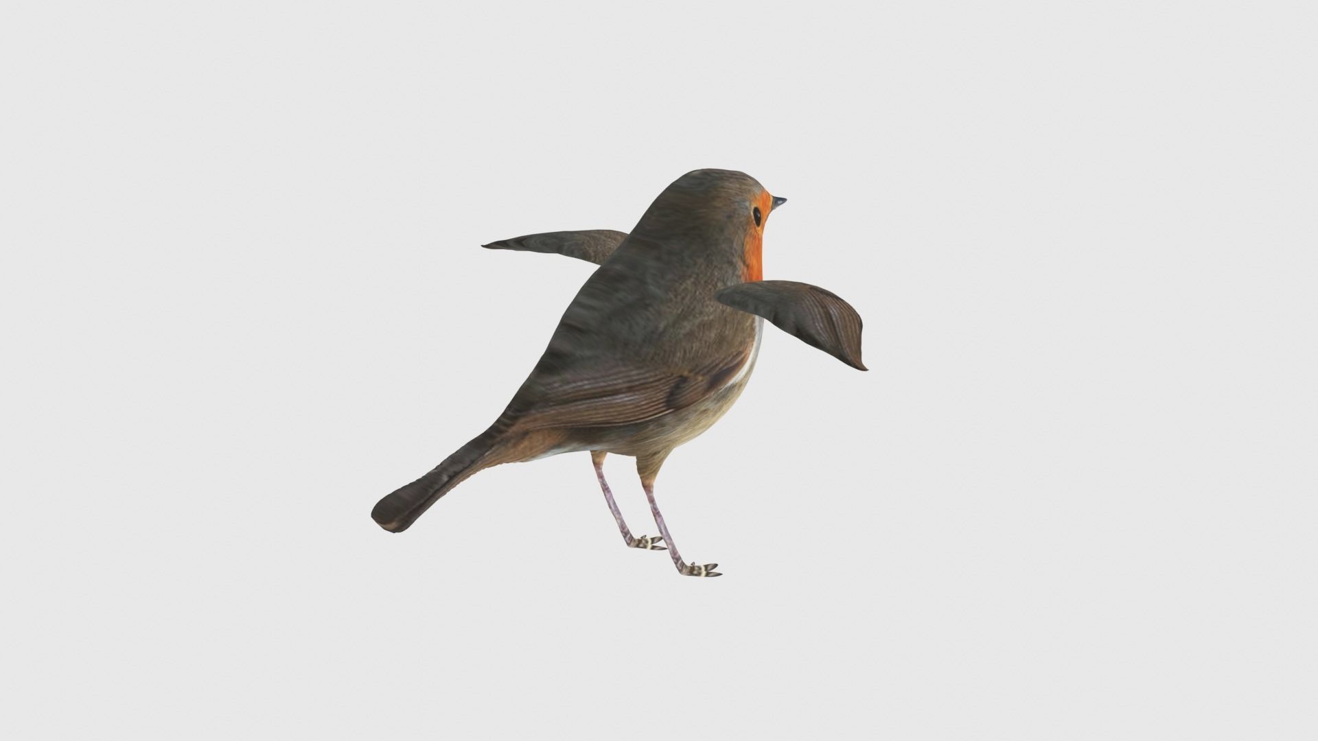 Low Poly Robin Rigged With Realistic Texture 3D model_5