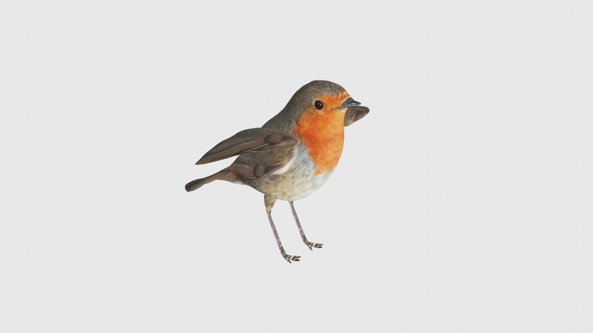 Low Poly Robin Rigged With Realistic Texture 3D model_4