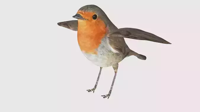 Low Poly Robin Rigged With Realistic Texture 3D model