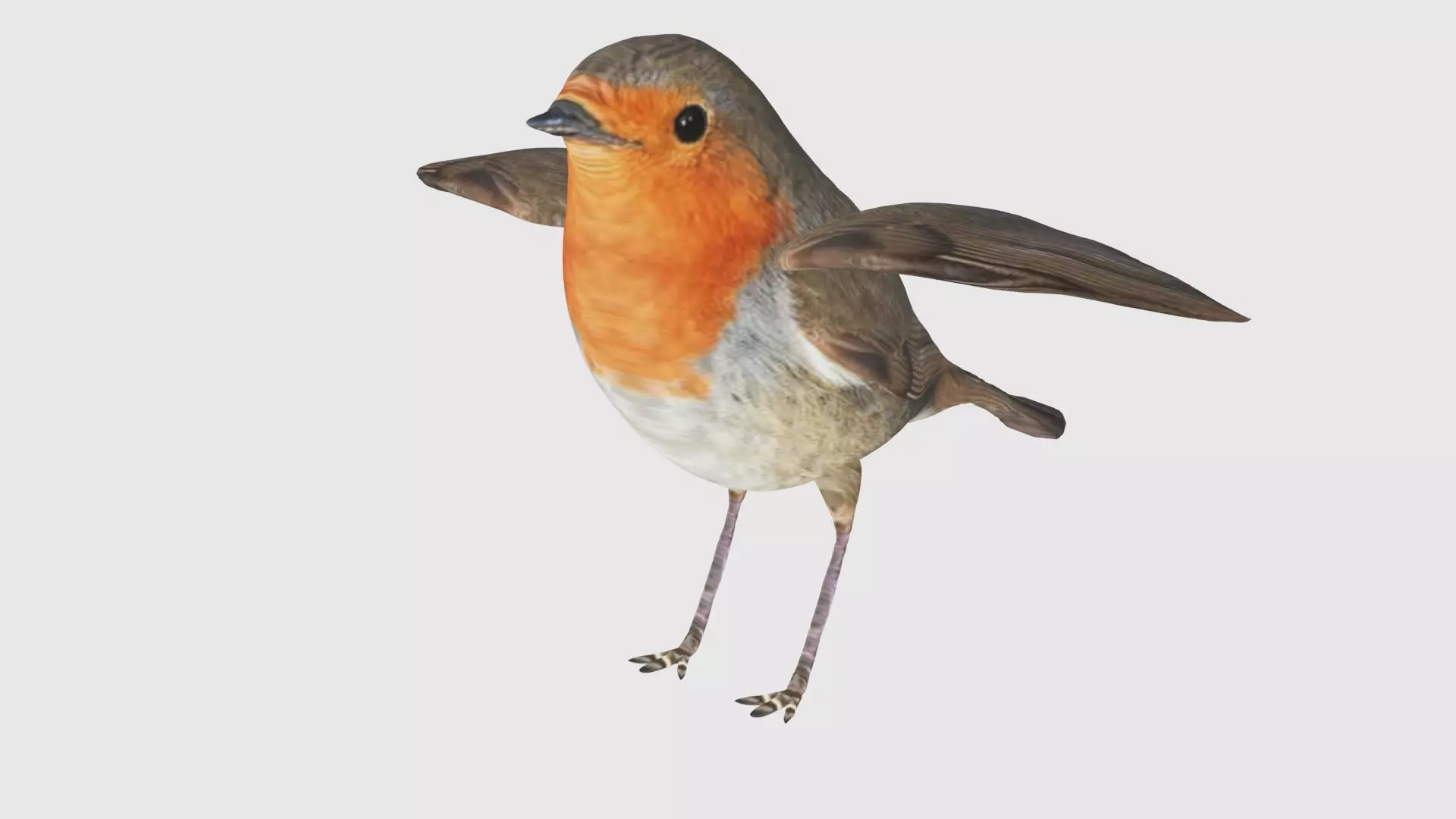 Low Poly Robin Rigged With Realistic Texture 3D model_0