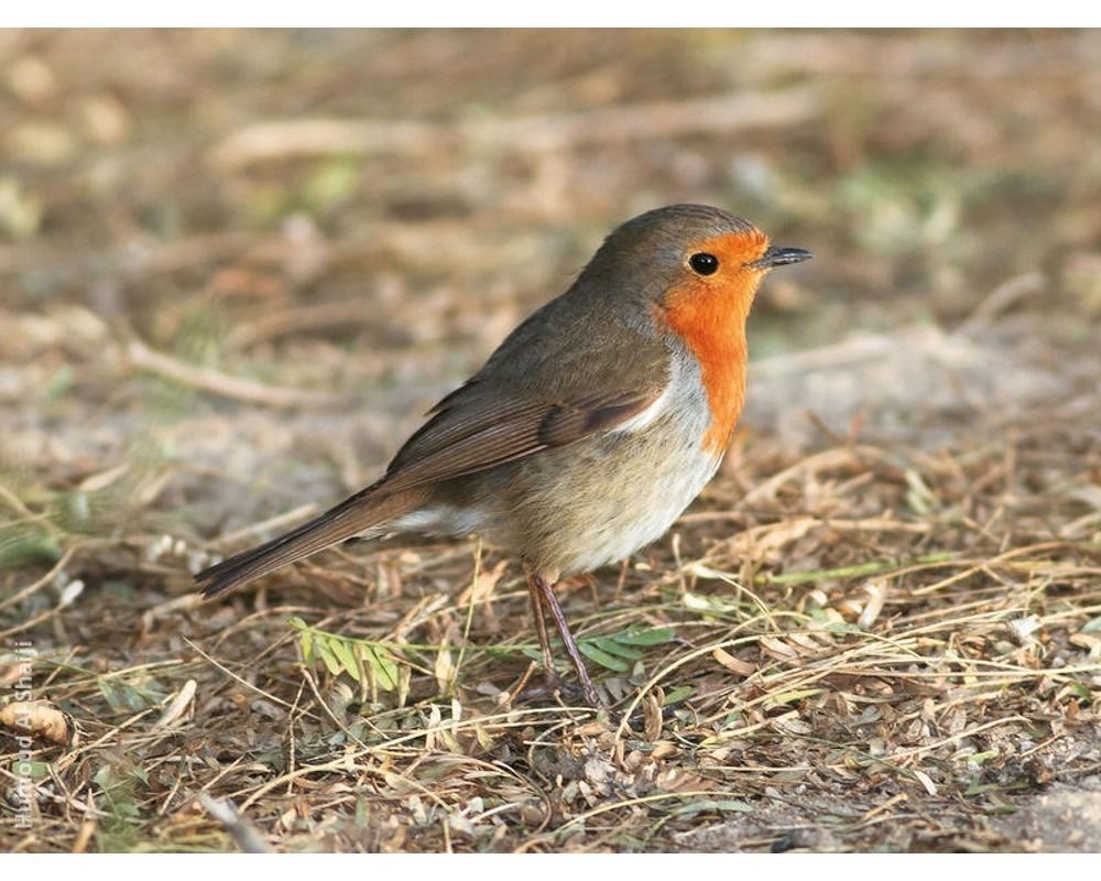 Low Poly Robin Rigged With Realistic Texture 3D model_6