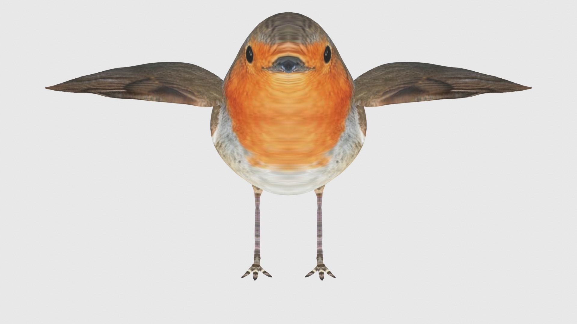Low Poly Robin Rigged With Realistic Texture 3D model_2