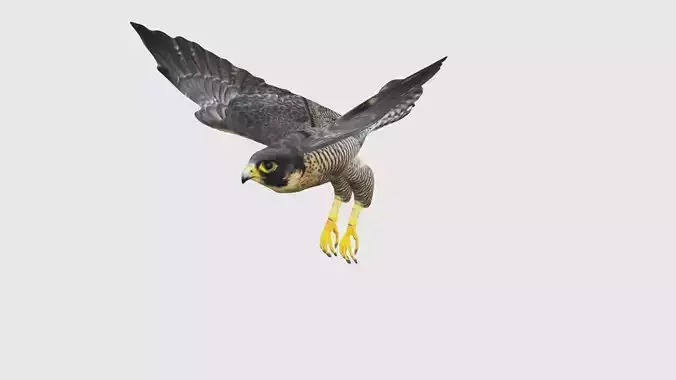 Low Poly Falcon Rigged With Realistic Texture