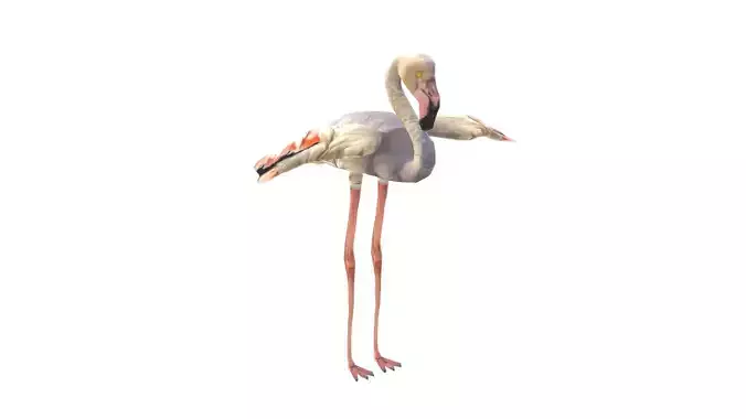 Low Poly Flamingo Rigged With Realistic Texture