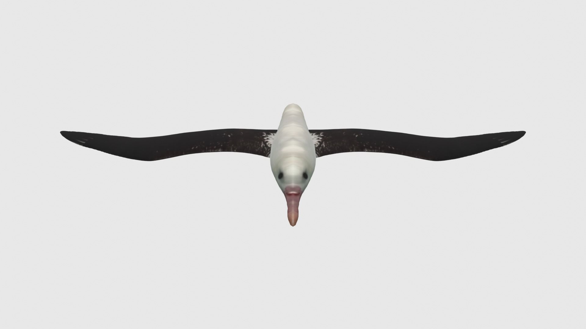Low Poly Albatross Rigged With Realistic Texture Low-poly 3D model_1