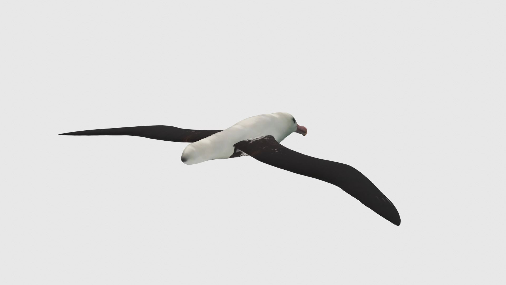 Low Poly Albatross Rigged With Realistic Texture Low-poly 3D model_4