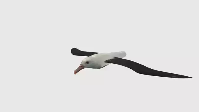 Low Poly Albatross Rigged With Realistic Texture Low-poly 3D model