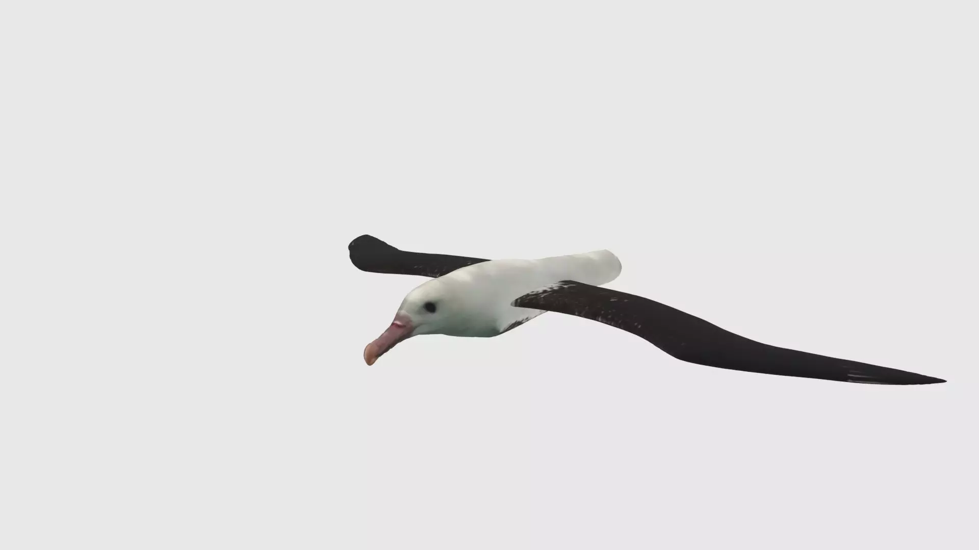 Low Poly Albatross Rigged With Realistic Texture Low-poly 3D model_0