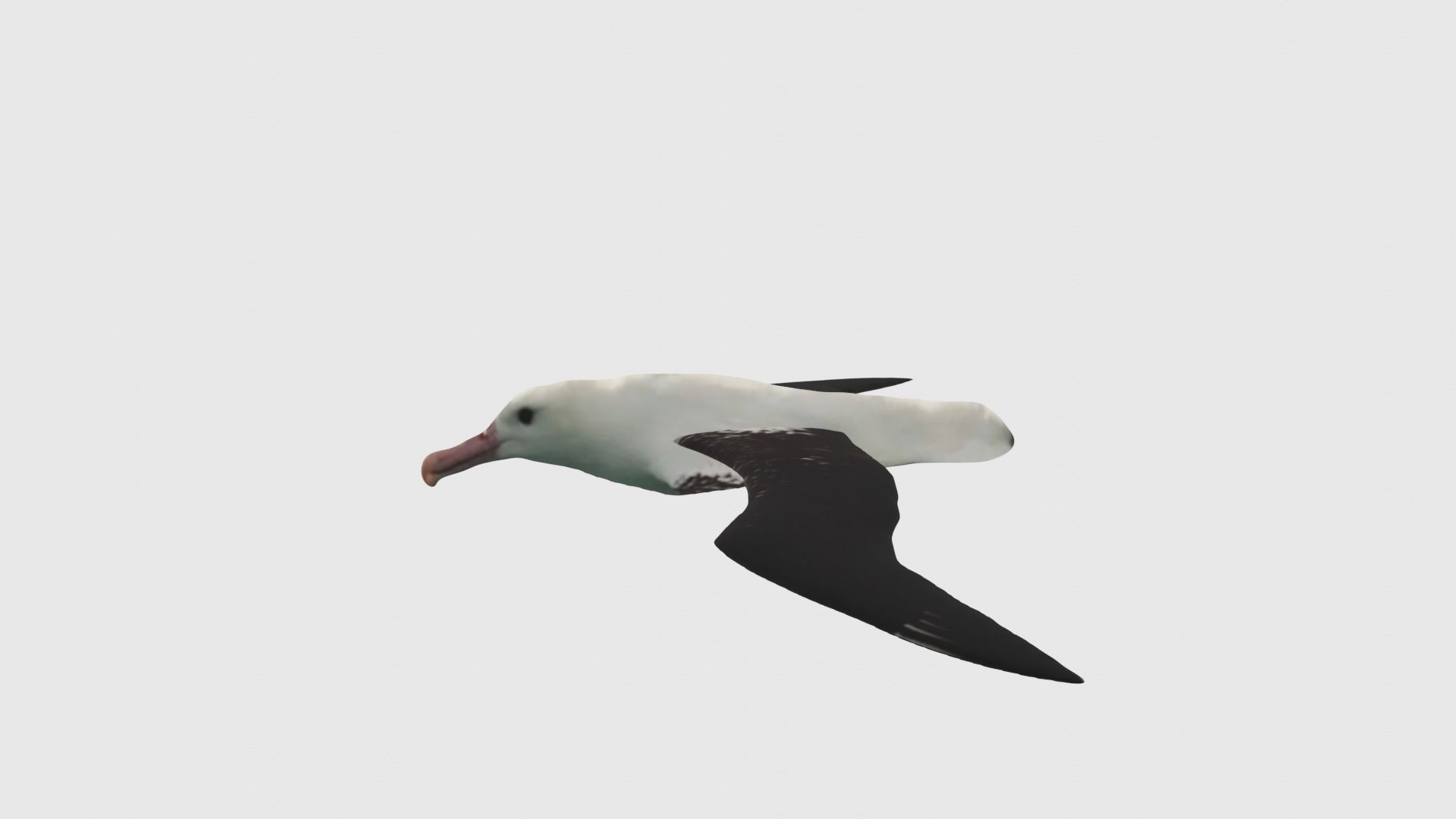 Low Poly Albatross Rigged With Realistic Texture Low-poly 3D model_2