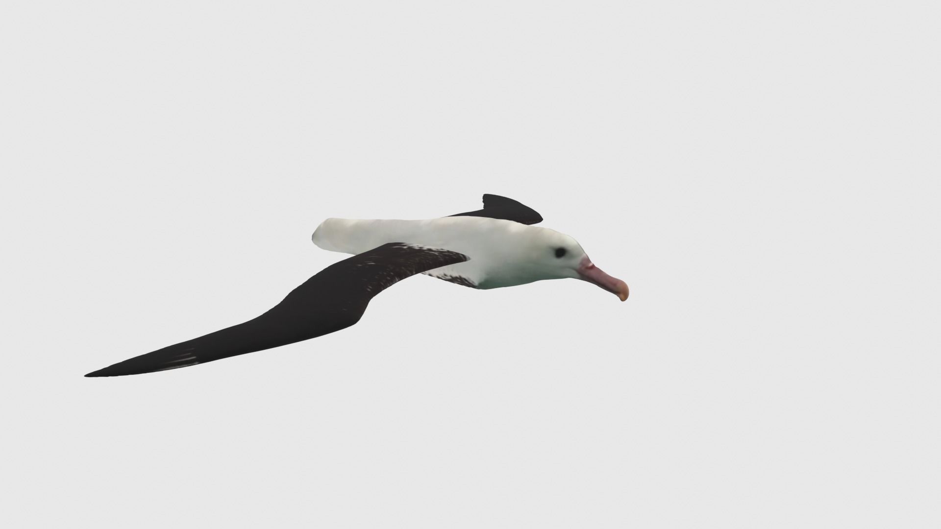 Low Poly Albatross Rigged With Realistic Texture Low-poly 3D model_3