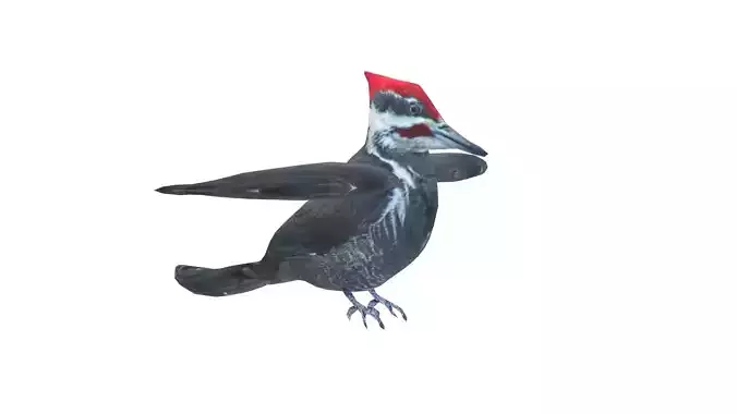 Low Poly Woodpecker Rigged With Realistic Texture Low-poly 3D model