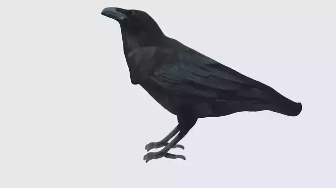 Low Poly Raven Rigged With Realistic Texture 3D model