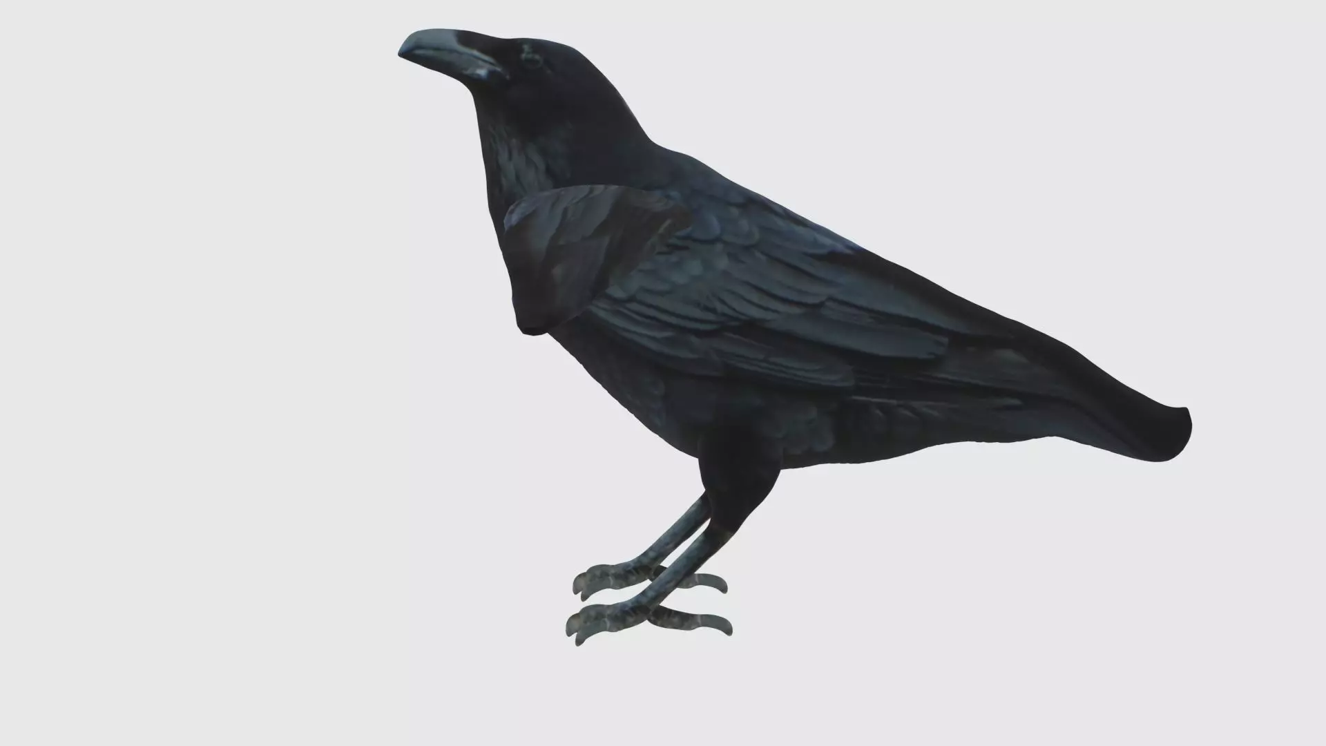 Low Poly Raven Rigged With Realistic Texture 3D model_0