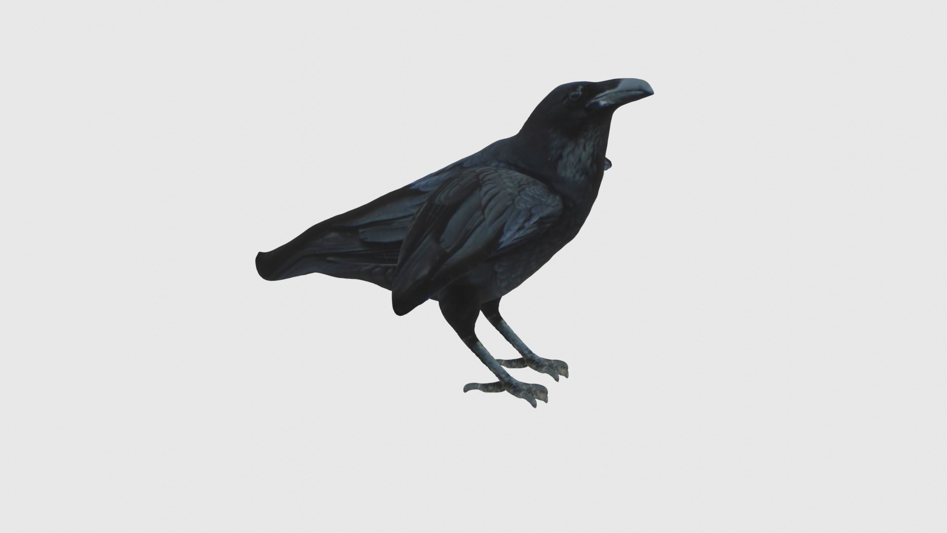 Low Poly Raven Rigged With Realistic Texture 3D model_3