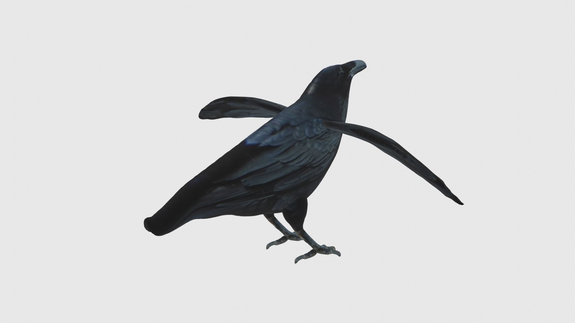 Low Poly Raven Rigged With Realistic Texture 3D model_4