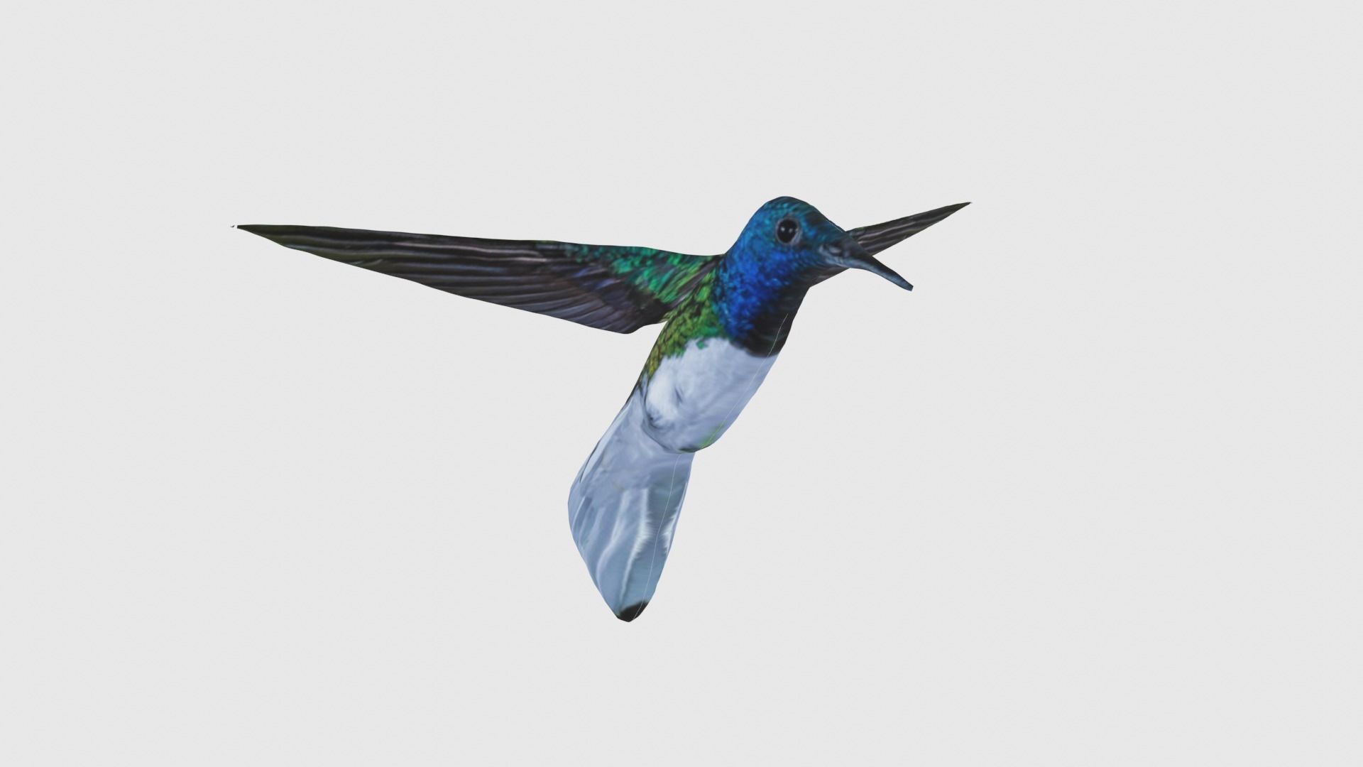 Low Poly Hummingbird Rigged With Realistic Texture Low-poly 3D model_3