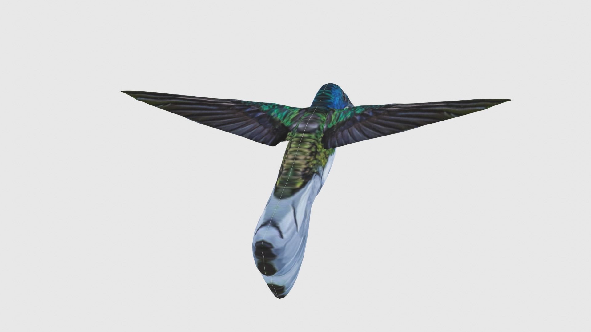 Low Poly Hummingbird Rigged With Realistic Texture Low-poly 3D model_4