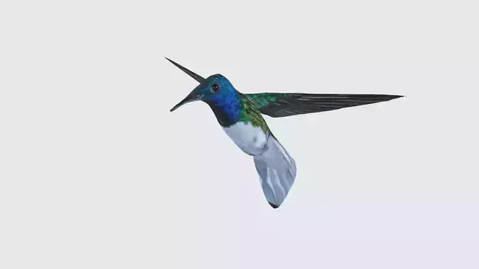 Low Poly Hummingbird Rigged With Realistic Texture Low-poly 3D model