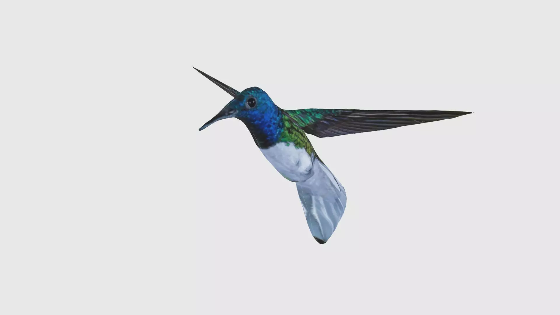 Low Poly Hummingbird Rigged With Realistic Texture Low-poly 3D model_0