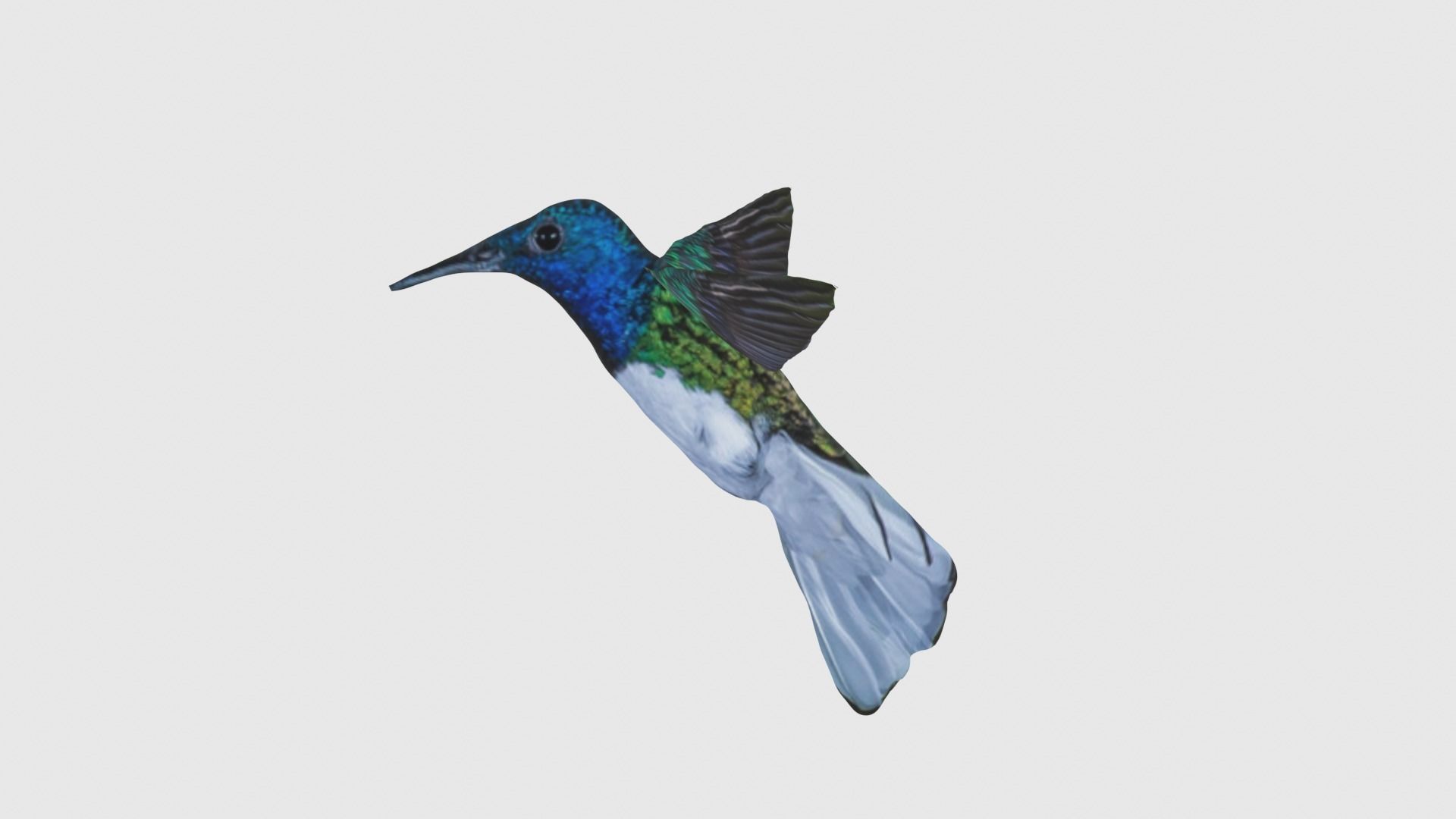 Low Poly Hummingbird Rigged With Realistic Texture Low-poly 3D model_2