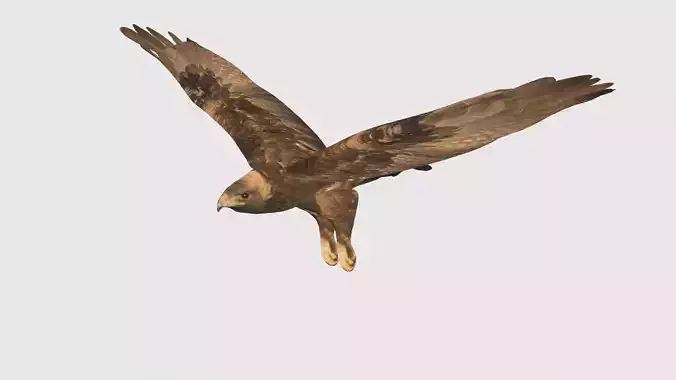 Low Poly Eagle Rigged With Realistic Texture 3D model