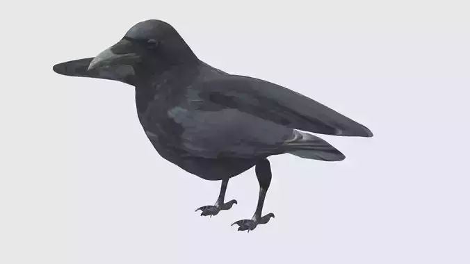 Low Poly Crow Rigged With Realistic Texture 3D model