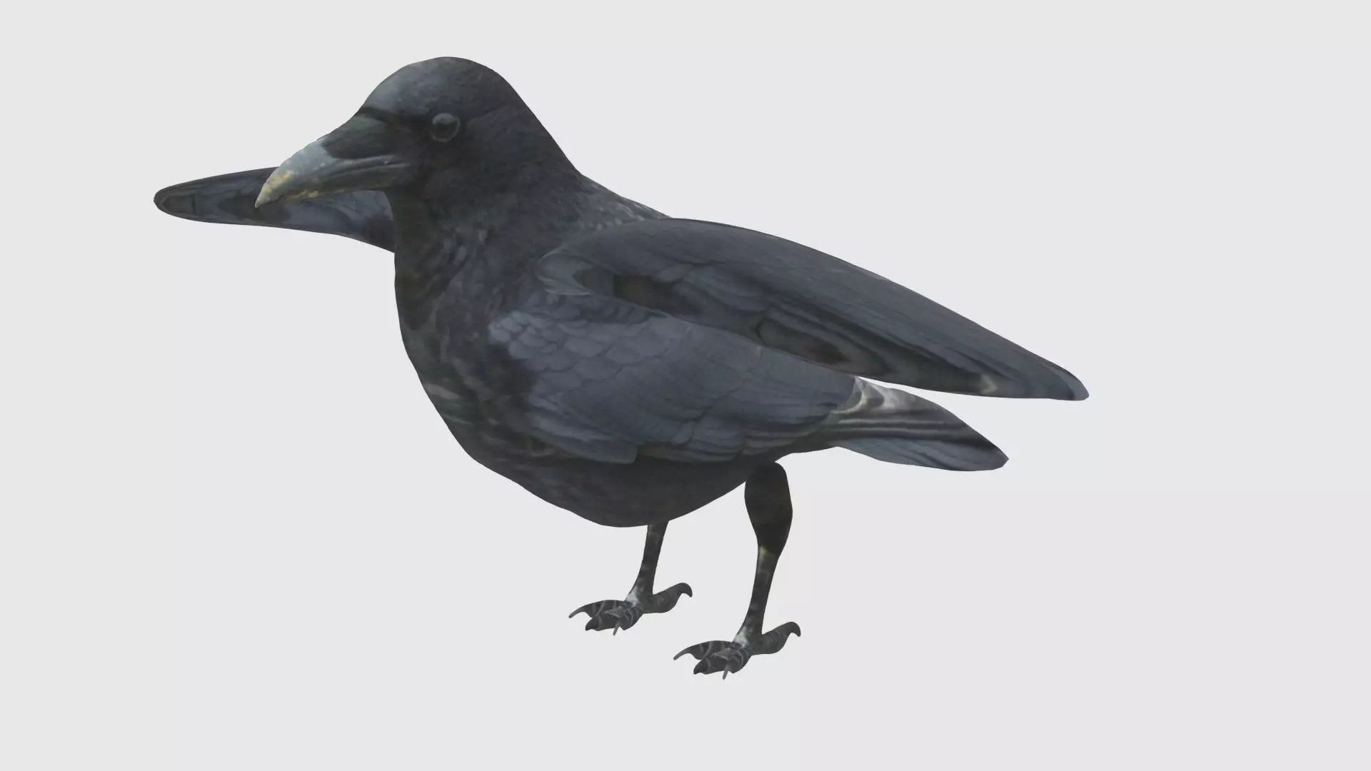 Low Poly Crow Rigged With Realistic Texture 3D model