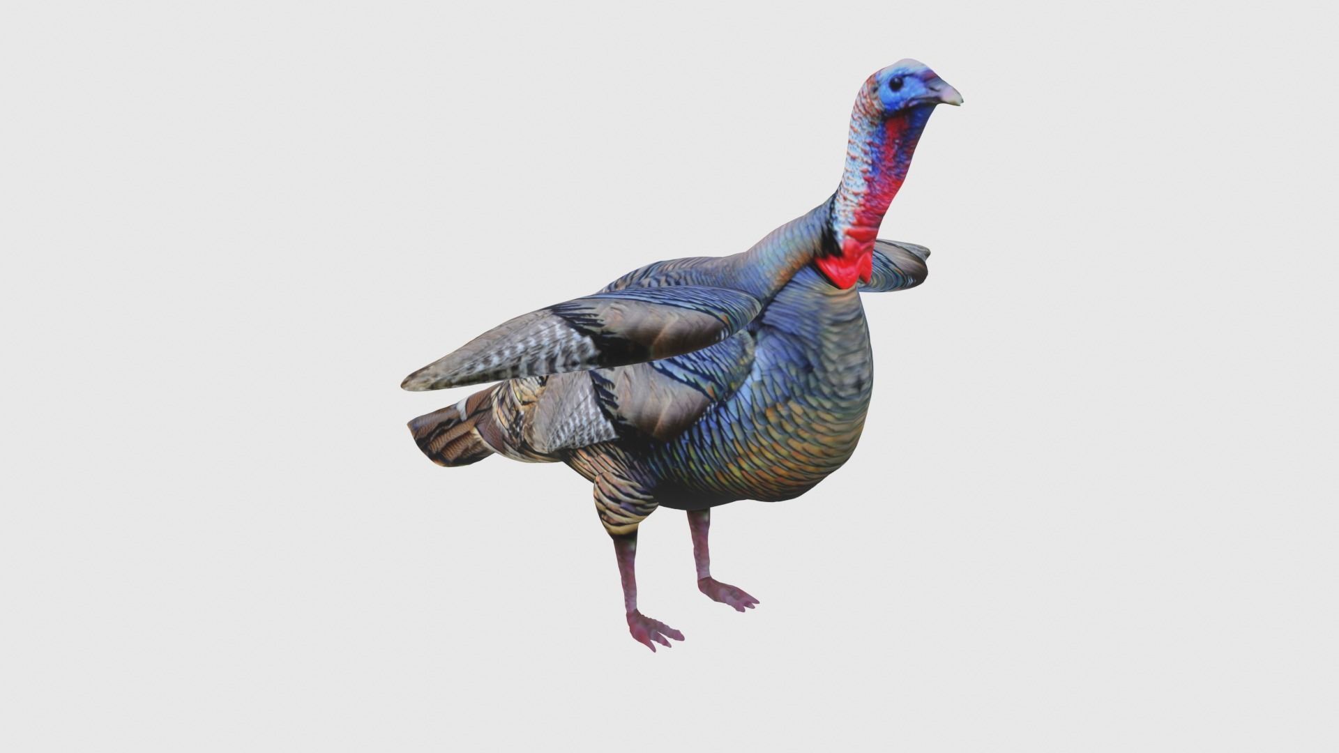 Low Poly Turkey Rigged With Realistic Texture Low-poly 3D model_5