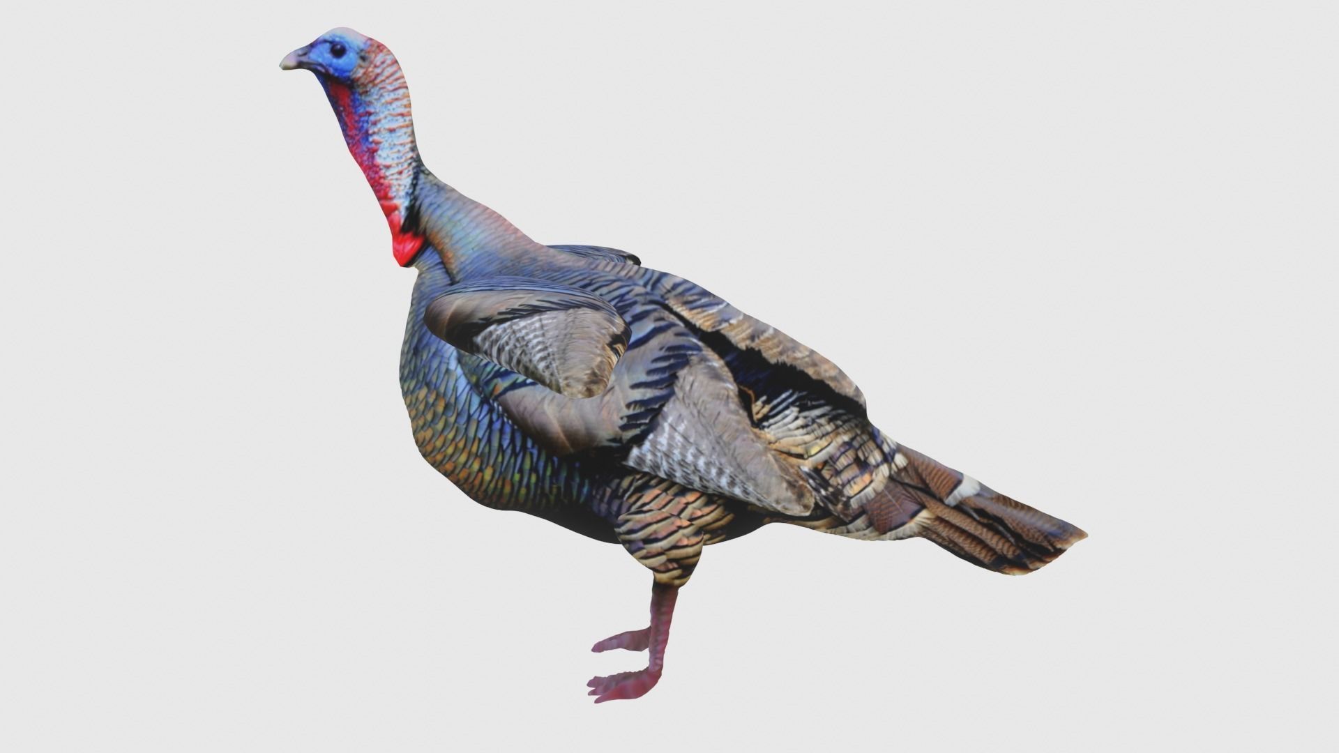 Low Poly Turkey Rigged With Realistic Texture Low-poly 3D model_4