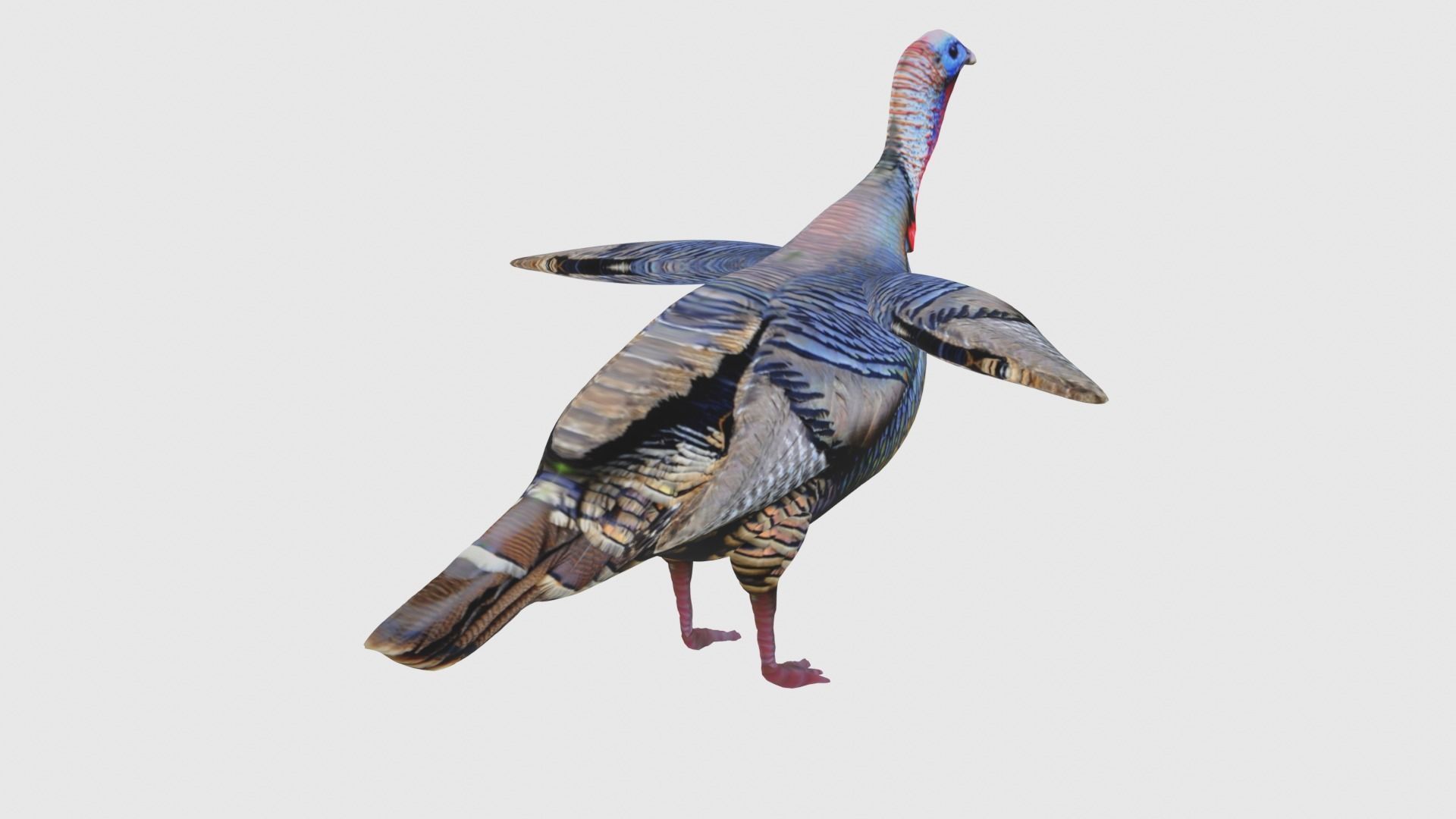 Low Poly Turkey Rigged With Realistic Texture Low-poly 3D model_6
