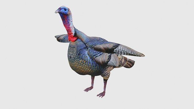 Low Poly Turkey Rigged With Realistic Texture Low-poly 3D model