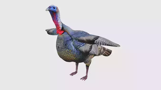 Low Poly Turkey Rigged With Realistic Texture Low-poly 3D model
