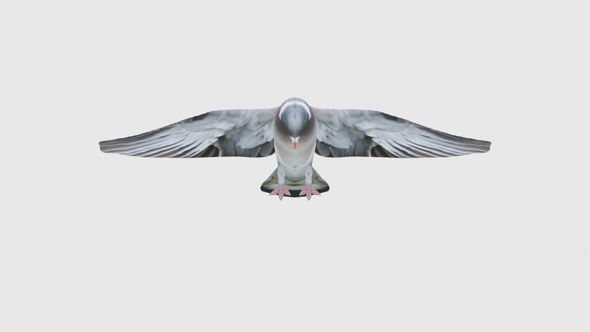 Low Poly Pigeon Rigged With Realistic Texture 3D model_2