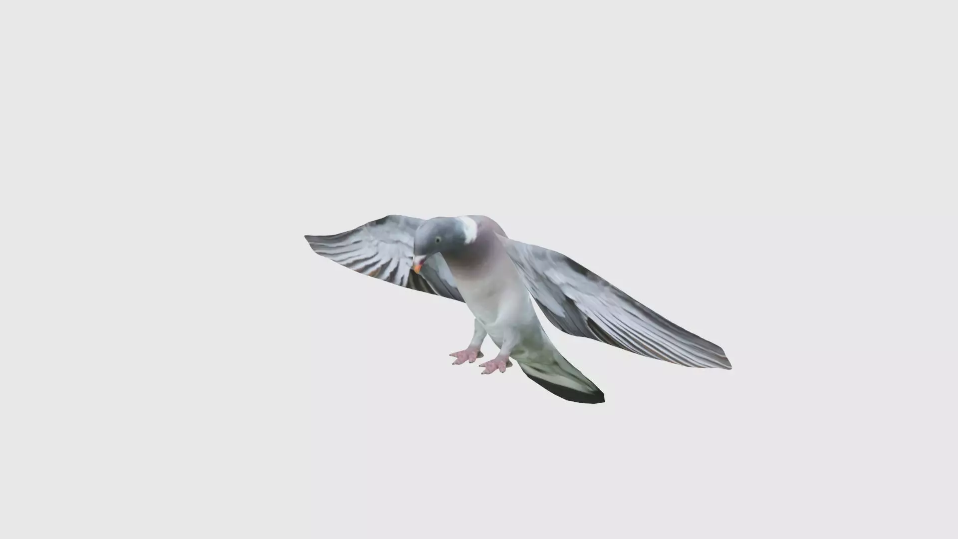Low Poly Pigeon Rigged With Realistic Texture 3D model_0