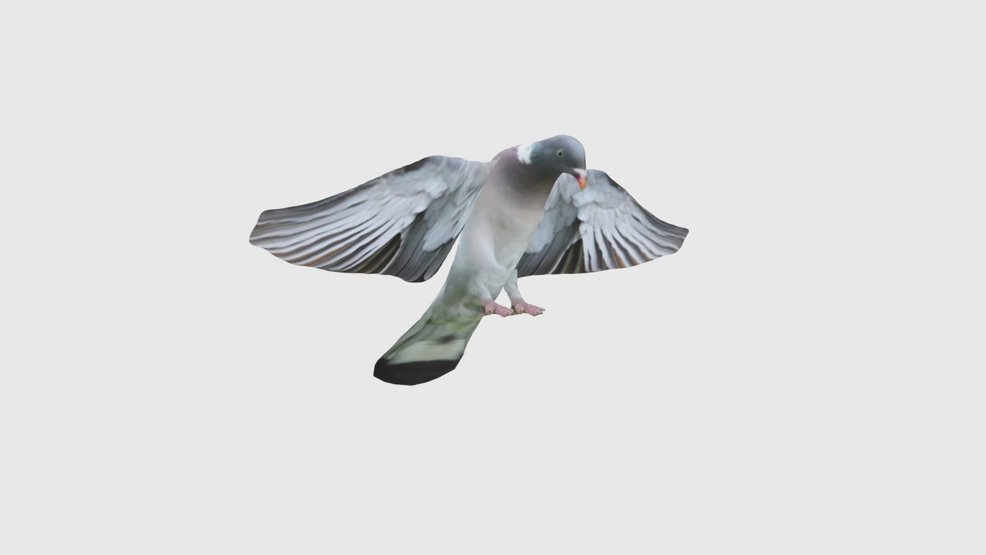 Low Poly Pigeon Rigged With Realistic Texture 3D model_4