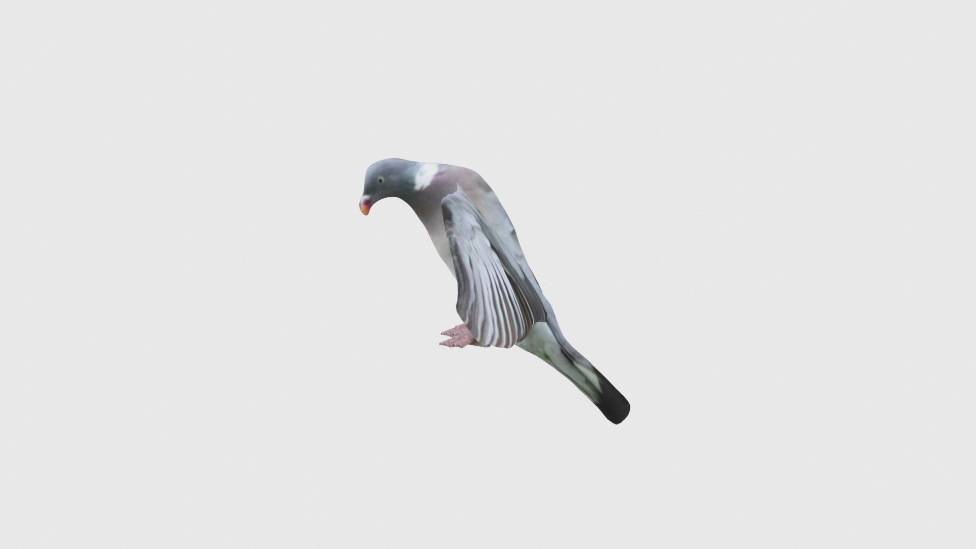 Low Poly Pigeon Rigged With Realistic Texture 3D model_3
