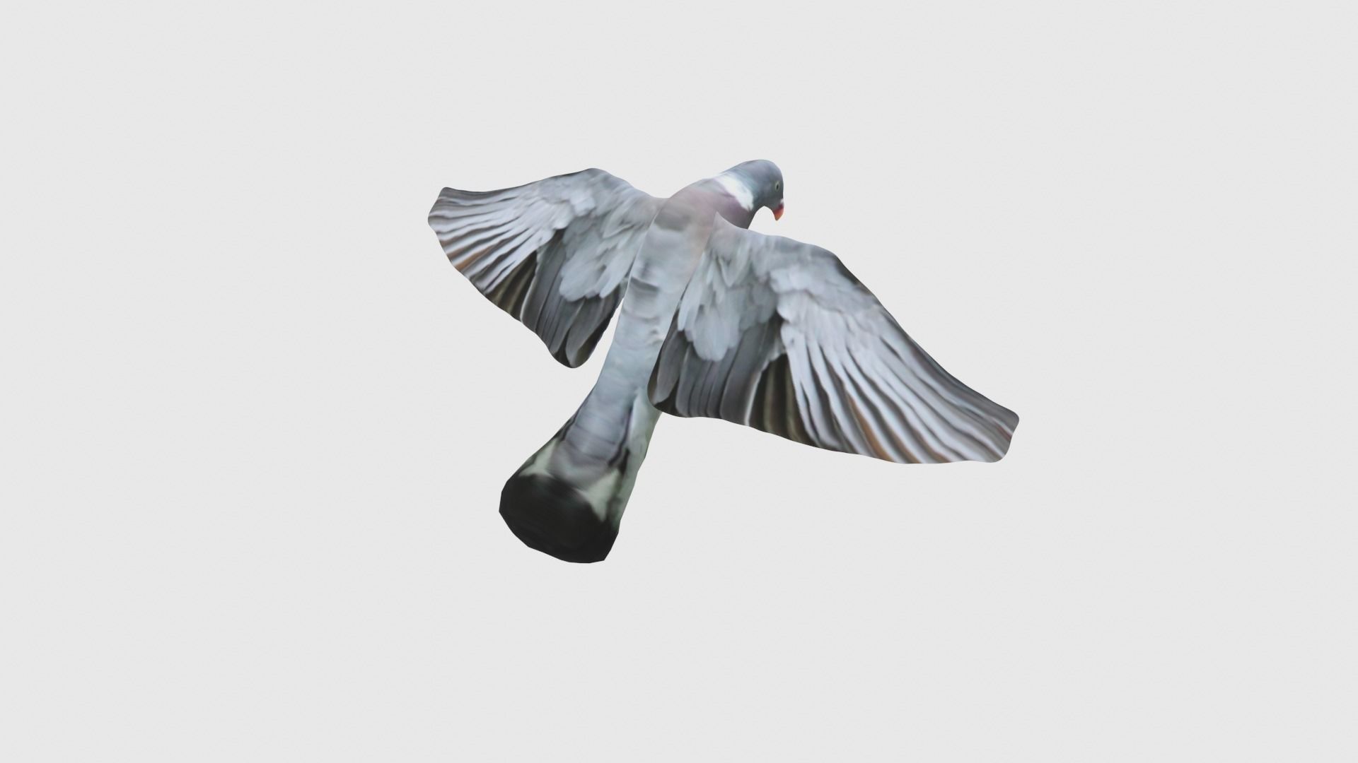 Low Poly Pigeon Rigged With Realistic Texture 3D model_5