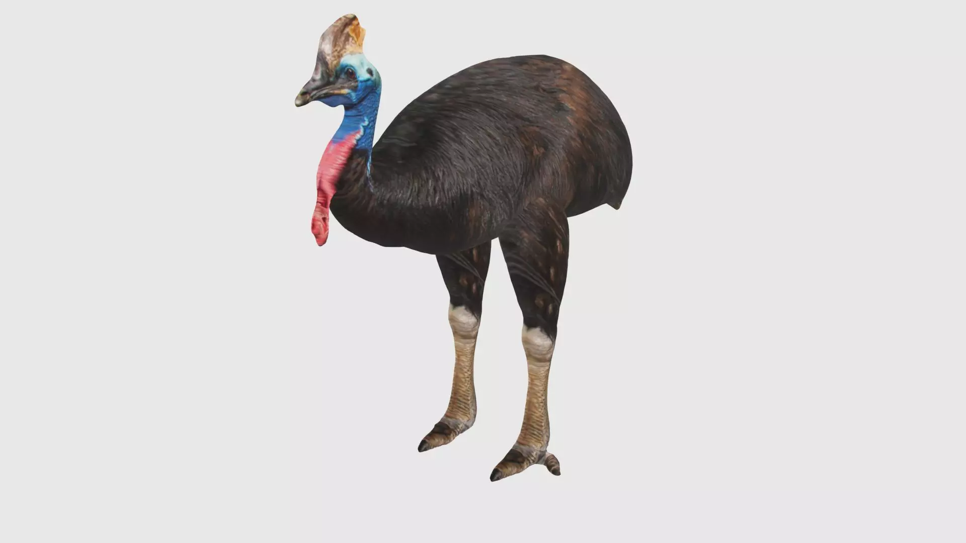 Low Poly Cassowary Rigged With Realistic Texture Low-poly 3D model