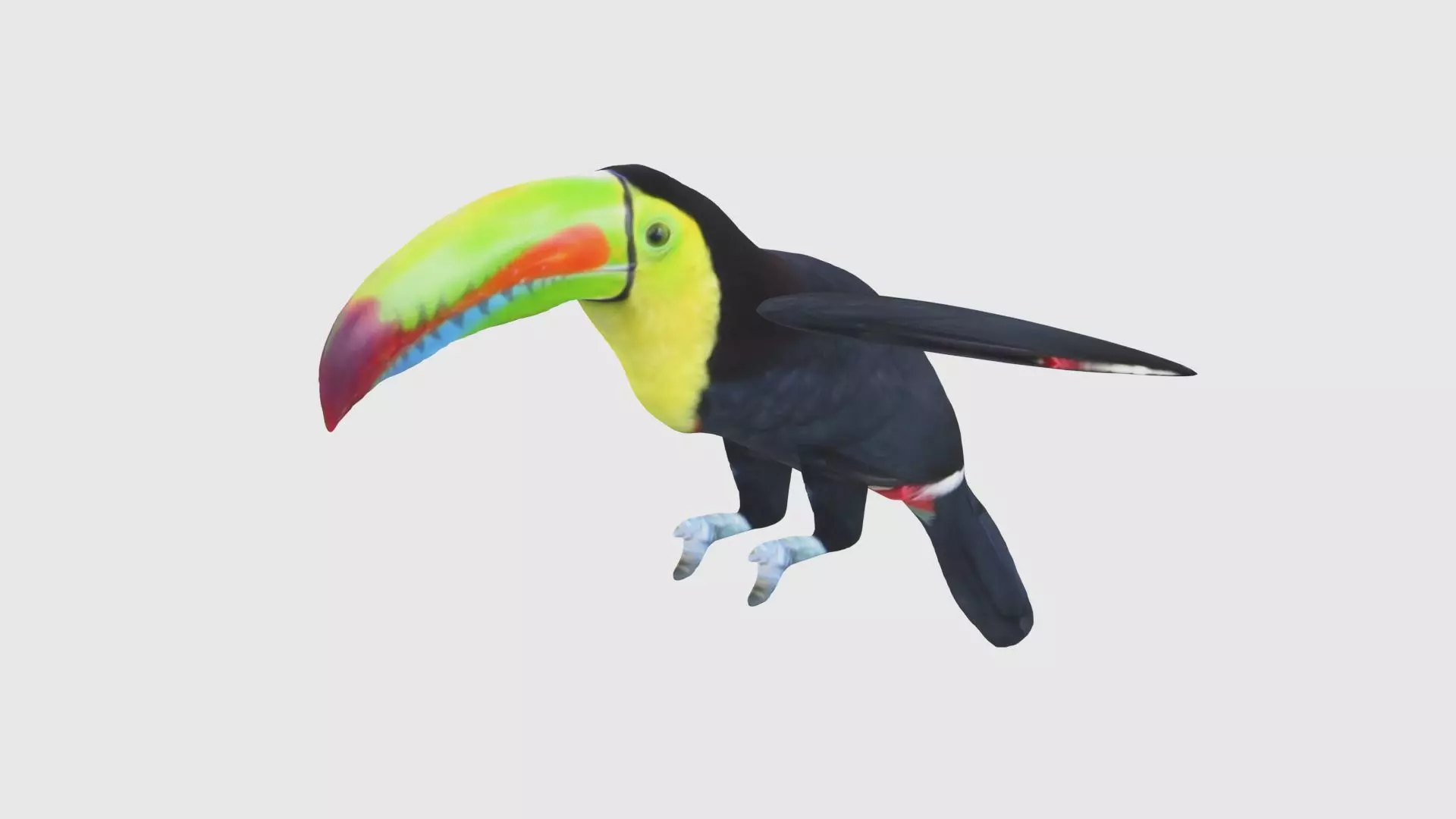 Low Poly Toucan Rigged With Realistic Texture 3D model