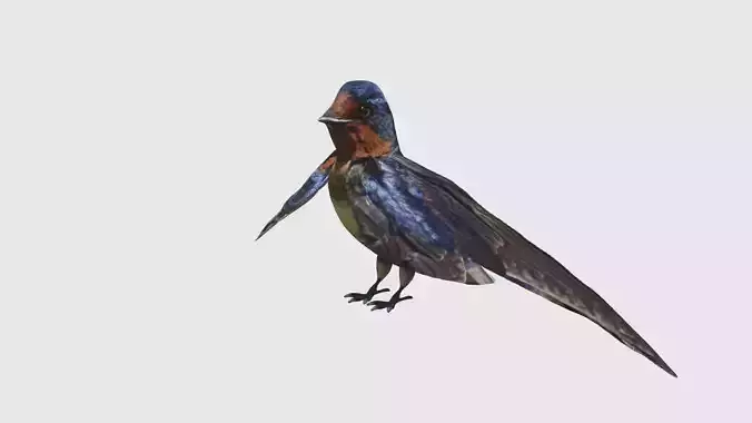 Low Poly Swallow Rigged With Realistic Texture