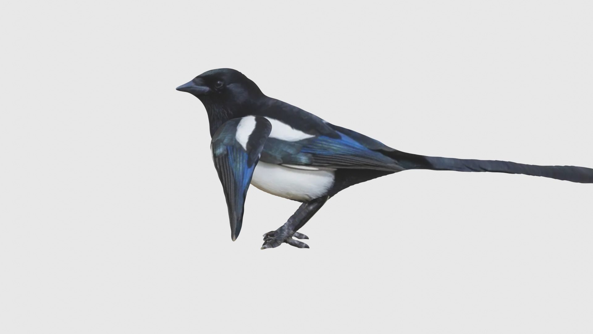 Low Poly Magpie Rigged With Realistic Texture Low-poly 3D model_5