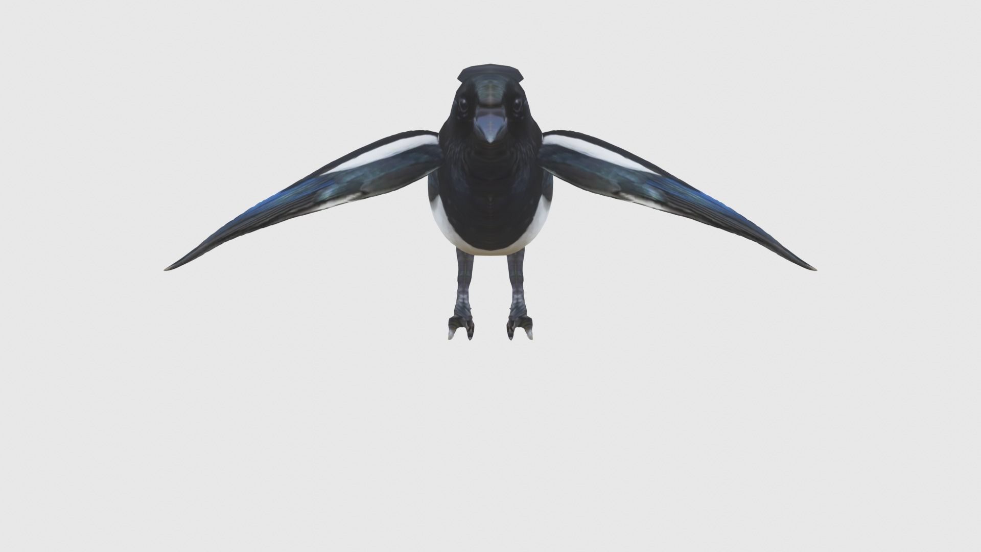 Low Poly Magpie Rigged With Realistic Texture Low-poly 3D model_4