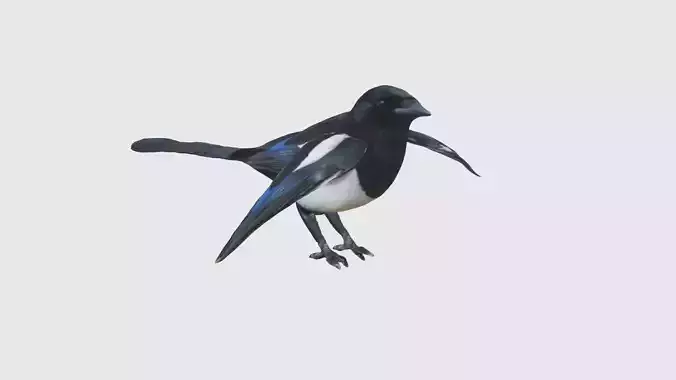Low Poly Magpie Rigged With Realistic Texture Low-poly 3D model