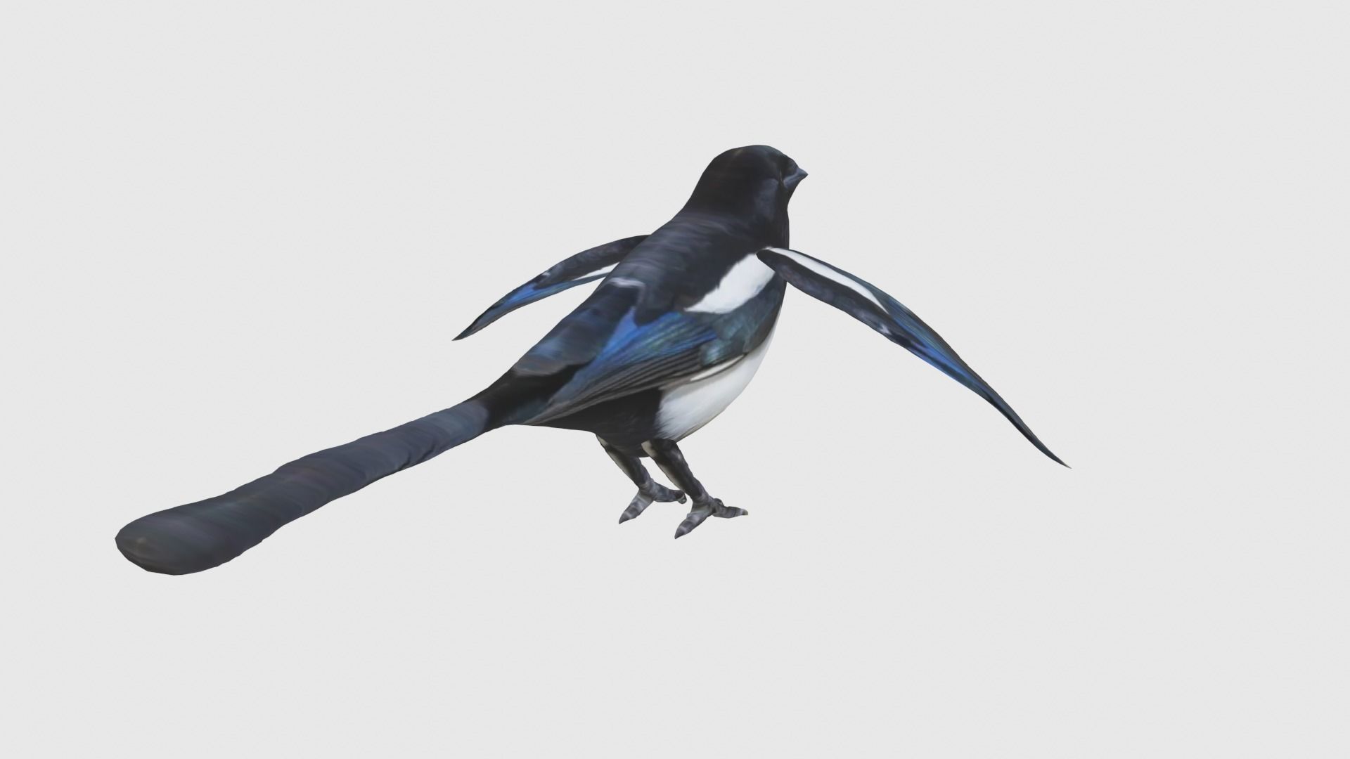 Low Poly Magpie Rigged With Realistic Texture Low-poly 3D model_6